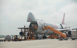 Công ty của vợ chồng ông Johnathan Hạnh Nguyễn xin dừng cấp giấy phép lập hãng hàng không