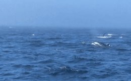 Màn ẩu đả hiếm thấy giữa đàn cá voi lưng gù và cá voi sát thủ