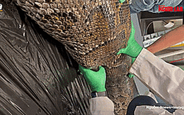Cá sấu dài 1,5 mét nằm trong bụng trăn Miến Điện