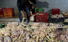 Hình ảnh kinh hãi tại cơ sở giết mổ hơn 2 tấn gà chết
