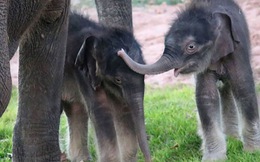 Lần đầu tiên ghi nhận voi sinh đôi trong sở thú
