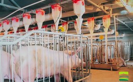 Chăn nuôi lợn trên cao ốc ở Trung Quốc: Từng bị coi là bất hợp pháp
