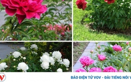Thiết kế vườn nhà với hoa đẹp quyến rũ