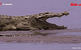 Bí ẩn cá sấu Nile, "ăn thịt hơn 300 người"