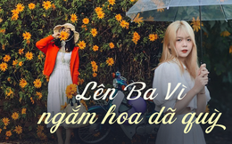 Lên Ba Vì ngắm hoa dã quỳ nở rộ chỉ với khoảng 200 nghìn đồng