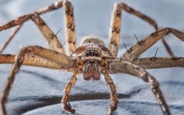 Loài nhện đang tiến hóa để có tập tính xã hội hơn