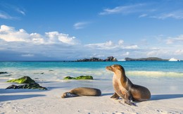 'Vũ khí bí mật' giúp Galápagos chống biến đổi khí hậu