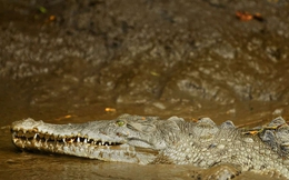 "Bí mật' giúp cá sấu có thể sinh sôi mạnh mẽ tại con sông siêu ô nhiễm chứa tới 150 triệu loài vi khuẩn