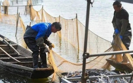 Tại sao Trung Quốc vẫn tiếp tục kế hoạch 10 năm cấm đánh bắt ở sông Trường Giang?