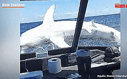 Cá mập khổng lồ nhảy lên tàu đánh cá