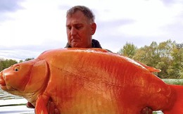Câu được cá vàng khổng lồ nặng 30kg