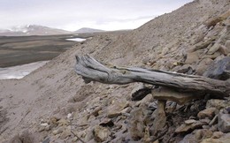 ADN lâu đời nhất thế giới về sự sống ở Greenland