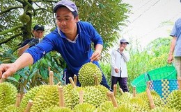 Doanh nghiệp Trung Quốc tiết lộ cách chốt đơn sầu riêng Việt ‘nhanh như chớp’