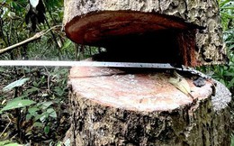 Vụ phá rừng khủng khiếp ở Kon Tum: Chủ tịch huyện xin rút kinh nghiệm