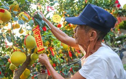 Bưởi Diễn vàng ửng, lúc lỉu quả Nam tiến, giá hàng chục triệu đồng