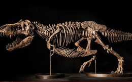 Tại sao giao bán hóa thạch khủng long lại là mất mát lớn của nền khoa học?