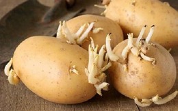 Cảnh báo cách ăn khoai tây gây ngộ độc