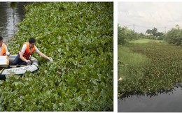 Nhà khoa học Việt kiểm soát lục bình bằng… bọ