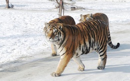 Nội địa của Siberia có gì đáng sợ, tại sao ngay cả hổ ở Siberia cũng ngại vào sâu?