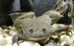 Khó tin, thí nghiệm thành công khiến ếch “mọc” lại chân