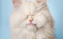 Mèo không mắt dễ thương trở thành ngôi sao mạng xã hội