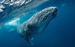 Cá voi lưng gù bơi gần 6.000 km để tìm bạn tình