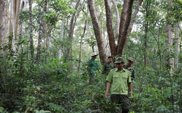 Khu Bảo tồn thiên nhiên Ea Sô: Bảo tồn nguyên vẹn sinh cảnh tự nhiên của hệ sinh thái rừng