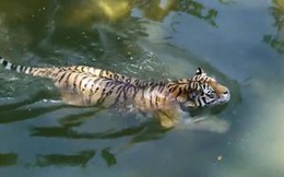 Vẻ đẹp uyển chuyển của giống hổ Amur khi đi trong rừng và bơi dưới hồ