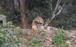Cận cảnh nơi nuôi trên 20 con hổ lớn tại Việt Nam
