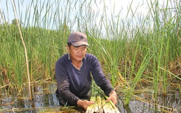 Bỏ túi hơn nửa tỉ đồng/năm nhờ làm kinh tế "chẳng giống ai"