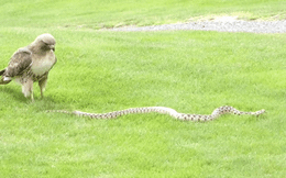 Ưng đuôi lửa đối đầu với rắn 'khủng' trên bãi cỏ xanh, kết cục sẽ ra sao?