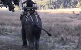 Clip: Hổ dữ ngông cuồng lao ra tấn công voi rừng và cái kết muối mặt