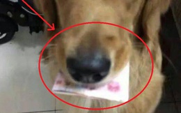 Chó Golden tha tờ tiền về nhà, chủ nhân chưa kịp mừng đã tái mặt vì dòng chữ bên trên