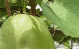 Trái cây "đỏng đảnh" nhất Việt Nam: Phải thụ phấn mới cho quả, hương vị không lẫn vào đâu