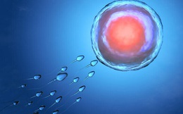 Nghiên cứu đột phá ‘trẻ hóa’ trứng của phụ nữ đến 20 năm