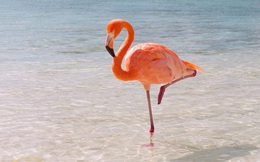 1001 thắc mắc: Kỳ lạ sao chim hồng hạc ‘thích’ đứng một chân?
