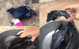 Con gà đen như nhúng nhựa đường này khiến nhiều người tranh cãi: Giá tới 45 triệu đồng/con