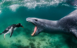 Khoảnh khắc hải cẩu săn mồi trông đáng sợ như dã thú thời tiền sử