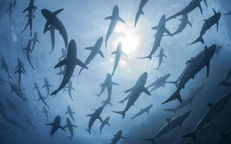 Cá mập trở thành thức ăn cho vật nuôi, mối đe dọa nghiêm trọng