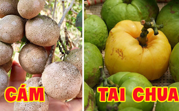 Việt Nam có những loại trái cây thoạt nghe ngỡ như không tồn tại, chẳng ai nghĩ là ăn được