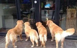 Thấy 4 chú chó Golden túm tụm trước cửa hàng, chủ chạy tới chứng kiến cảnh dở khóc dở cười
