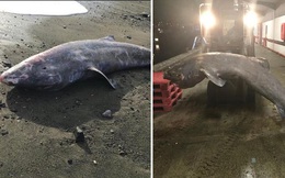 Xác chết "cụ" cá mập 500 tuổi trôi dạt vào bãi biển khiến các nhà khoa học tiếc ngẩn ngơ