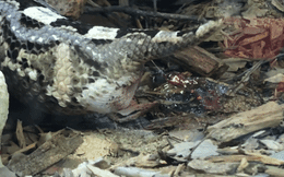 Cận cảnh quá trình đẻ con của loài rắn độc có răng nanh dài nhất thế giới