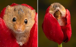 Bộ ảnh chuột đồng đu bám trên hoa tulip gây sốt