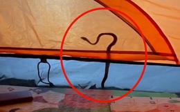 Đi camping, cô gái bất ngờ bị con rắn độc "hỏi thăm" ngay bên lều trại