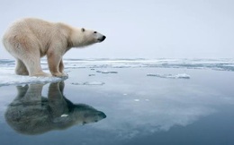 Tại sao Nam Cực có hải cẩu, cá voi mà không có gấu ?