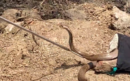 Rùng rợn video giải cứu rắn hổ mang mắc kẹt trong giếng