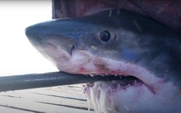 Phát hiện cá mập trắng 'khủng' dài ngang xe ô tô 4 chỗ ở Mỹ