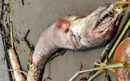 Xác “thủy quái” dài 2 mét dạt vào bờ biển, CĐM giật mình: Không phải bị đột biến đó chứ?