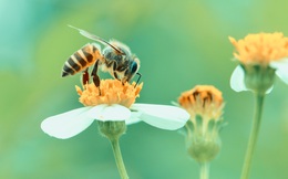 Côn trùng mất khứu giác vì ô nhiễm không khí, loài người tự đi mà thụ phấn cho cây